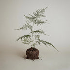 Paul Mitchell Tea Tree Lemon Sage Thickening Shampoo Tea Tree